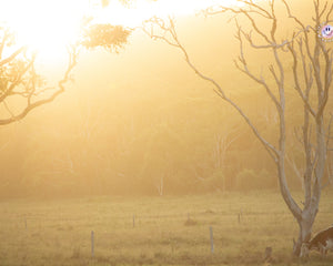 Collection image for: Landscapes