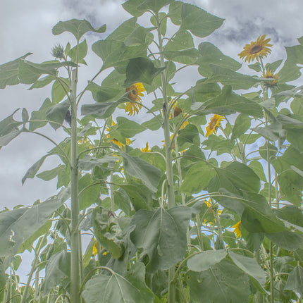 Sunflower 1