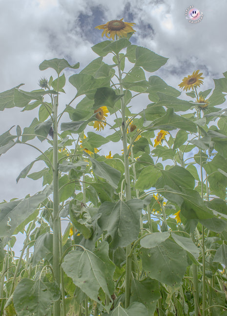 Sunflower 1