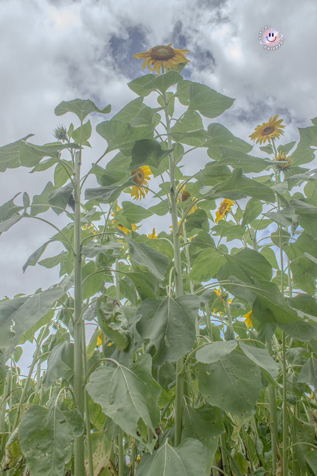 Sunflower 1